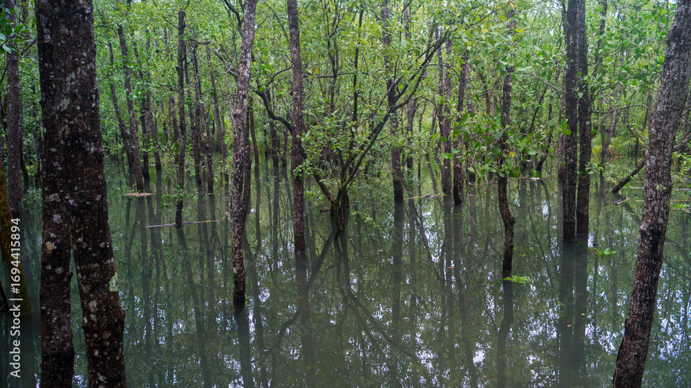 Fototapeta premium A photograph of the Mangrove Trees in Bakhawan Ecopark. Taken from New Buswang, Kalibo, Aklan, Philippines. 