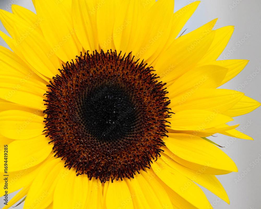 Naklejka premium Close-Up of a Vibrant Sunflower in Full Bloom