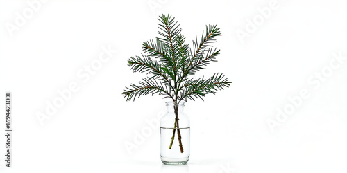 A single, fresh pine branch placed in a minimalist glass vase, isolated on a clean white background, conveying a natural and serene holiday mood