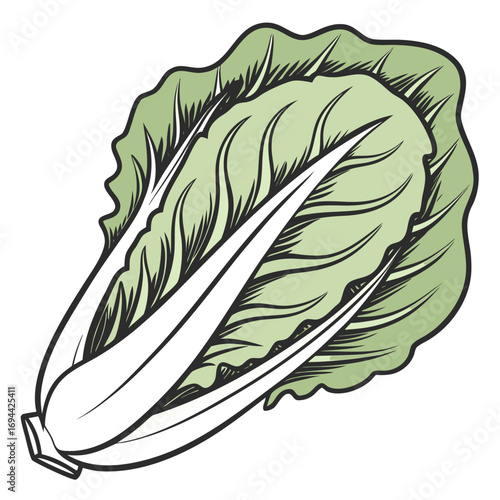 Detailed Illustration of a Fresh and Healthy Napa Cabbage, Isolated on White