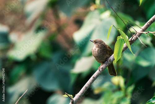 Small Brown Bird Perched on Green Branch