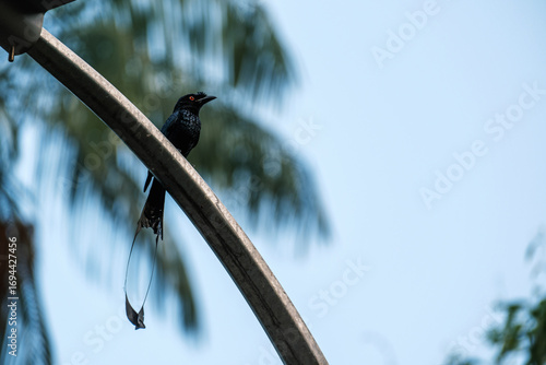 Greater Racket-tailed Drongo Perched on Pole
