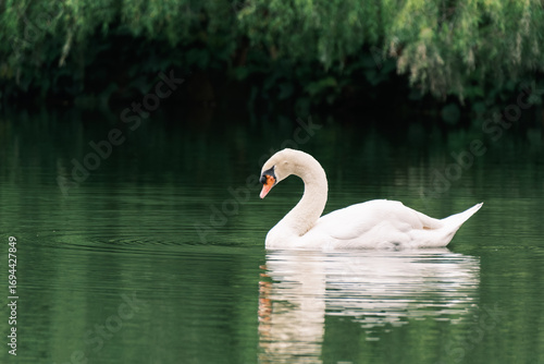 Elegant White Swan Swimming in Green Water