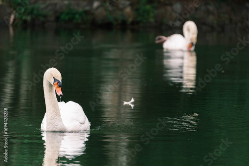 White Swan Gracefully Swimming in Dark Green Water