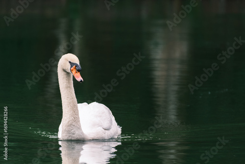 Graceful Mute Swan Gliding on Dark Water
