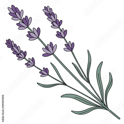 Delicate hand-drawn lavender flower sprig illustration