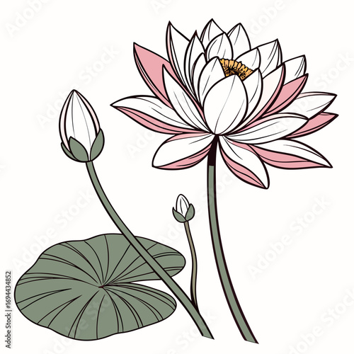 Elegant Hand-Drawn Water Lilies and Buds Blooming Serenity
