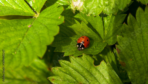 Siebenpunkt-Marienkäfer auf Blättern eines Johannisbeerstrauches