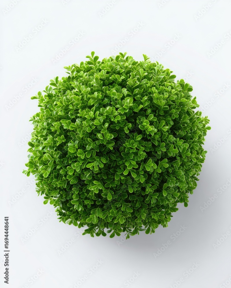 Fototapeta premium Round green plant top-down view