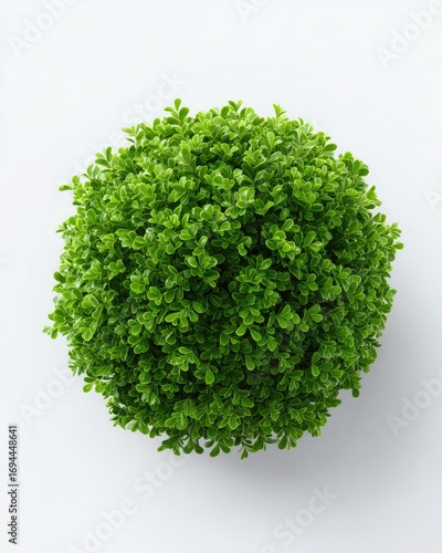 Round green plant top-down view