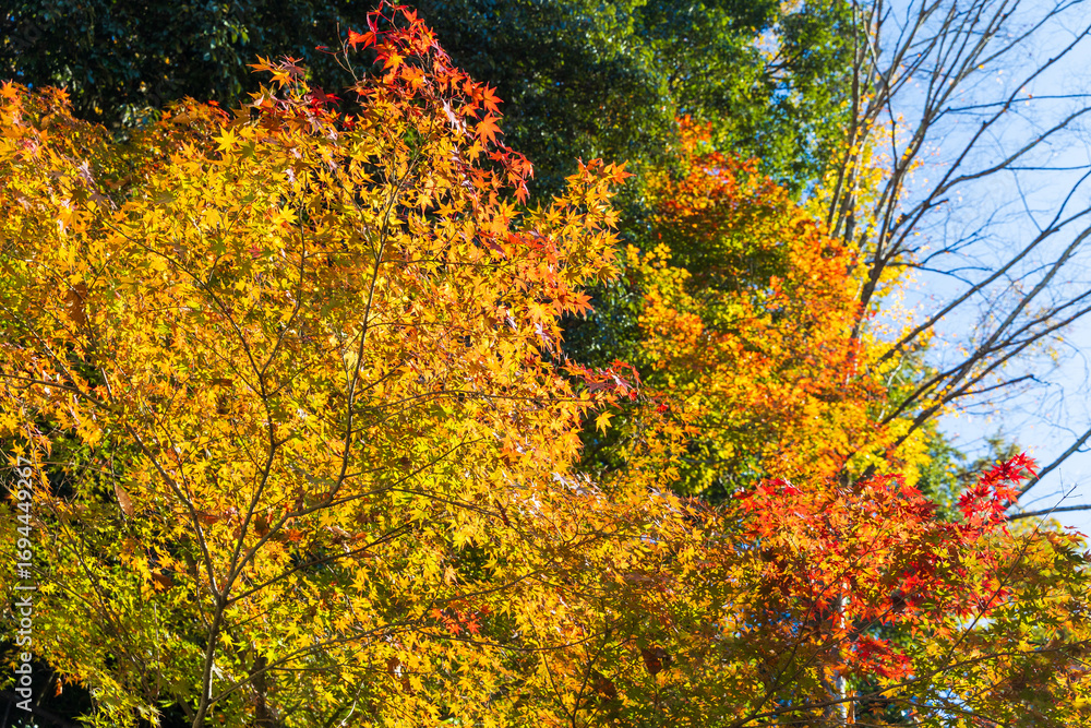 Fototapeta premium 日本の風景・秋 長野県飯田市 紅葉の天龍峡