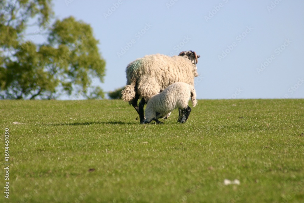 Obraz premium A lamb feeds from its mother sheep on a grassy hillside under a clear blue sky. Pastoral countryside scene symbolizing farming, springtime, nature, and rural life in harmony with animals.