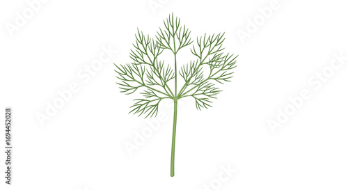 Healthy fresh dill plant sprig leaf isolated on white background vector illustration