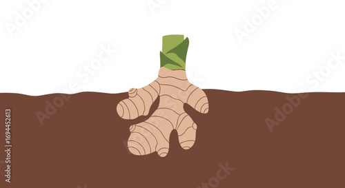 The vibrant growth of a ginger root in rich brown soil