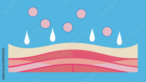 Collagen Fiber Growth Stylized depiction of collagen fibers in the dermis area becoming thicker and more structured after microneedling and treatment with exosomes.
