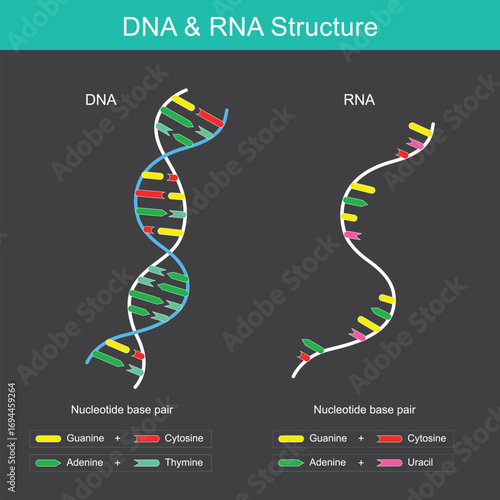 The fundamental differences between the structures of DNA and RNA.
