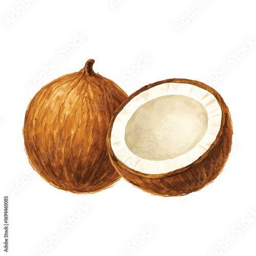 Watercolor Coconut Illustration, Whole and Half Nut with White Flesh