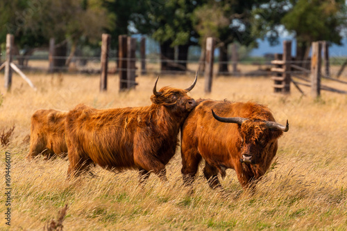 Highland cattle grazing near Szczecin Lagoon in Poland.