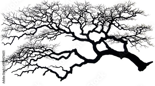Dried branch silhouette against white background captured in 4K with a 35mm f2 lens, clean studio light producing sharp linear shadows and crisp contours