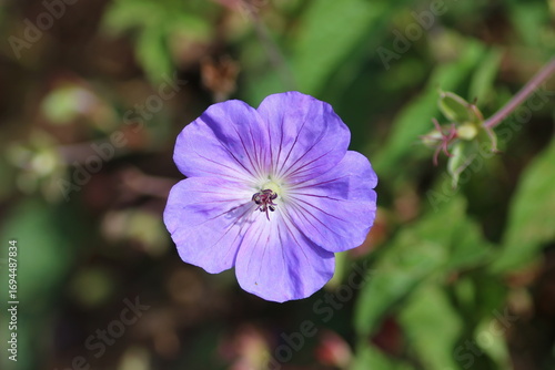 Close-Up Shot of a Purple Geranium Flower