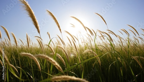 Sunny Field of Tall Grass and Pollen Plants