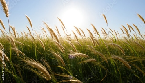 Sunrise Over Tall Grass Fields with Clear Sky