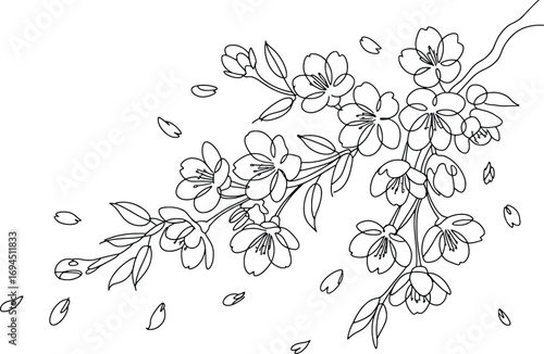 Delicate cherry blossom branch falling petals sketch for artistic spring nature designs