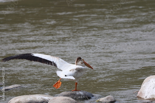 white pelican stretching wing, leg standing on one leg on rock in river (close-up)