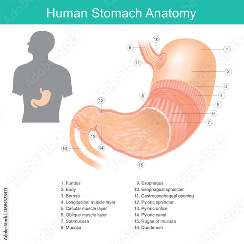 Detailed diagram of the human stomach.