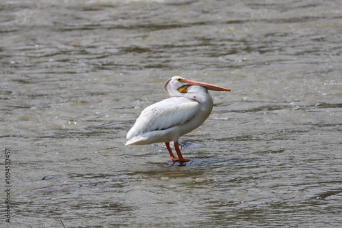 white pelican posing in profile as water washes over rocks in river (close-up)