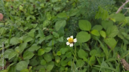 White Flowers In The Garden