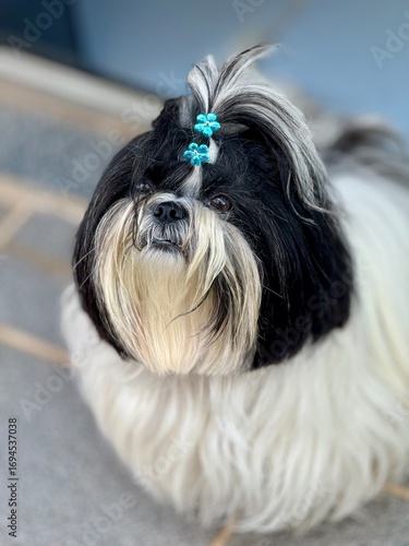 Shih-tzu dog