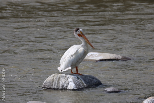 lone white pelican posing in sunshine standing on a rounded rock in a river (portrait)