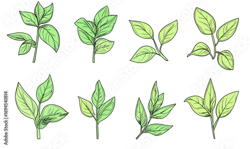 Set of hand drawn fresh green mint leaves and sprigs with simple line art and natural botanical details on white background for herbal design and nature illustration