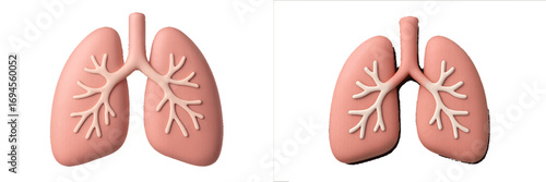 Anatomical representation of human lungs with bronchi and bronchioles for medical education and respiratory health awareness