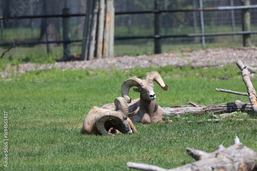 two mountain goats dozing on green grass on sunny summer day