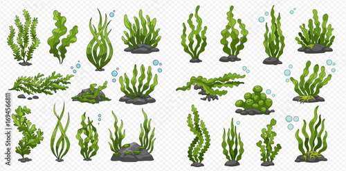 Collection of diverse seaweed illustrations, showcasing various shapes, sizes, and growth patterns underwater.