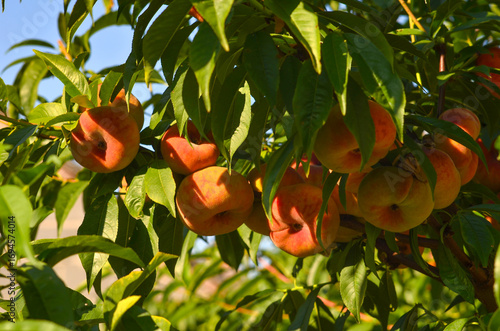 Ripe peaches of the Inzhirnyi variety
