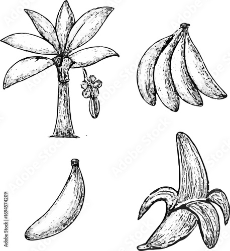Vintage Banana Plant and Fruit Illustration Set for Tropical Decor Art
