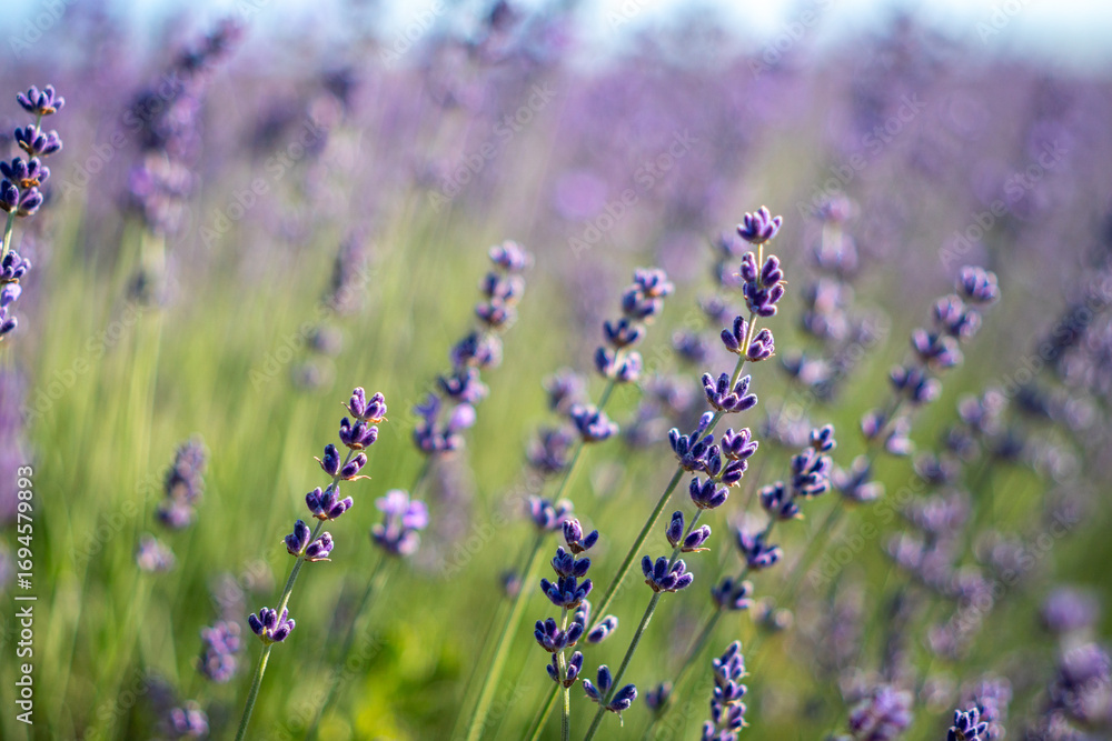 Obraz premium A field of purple lavender flowers with a bright blue sky in the background