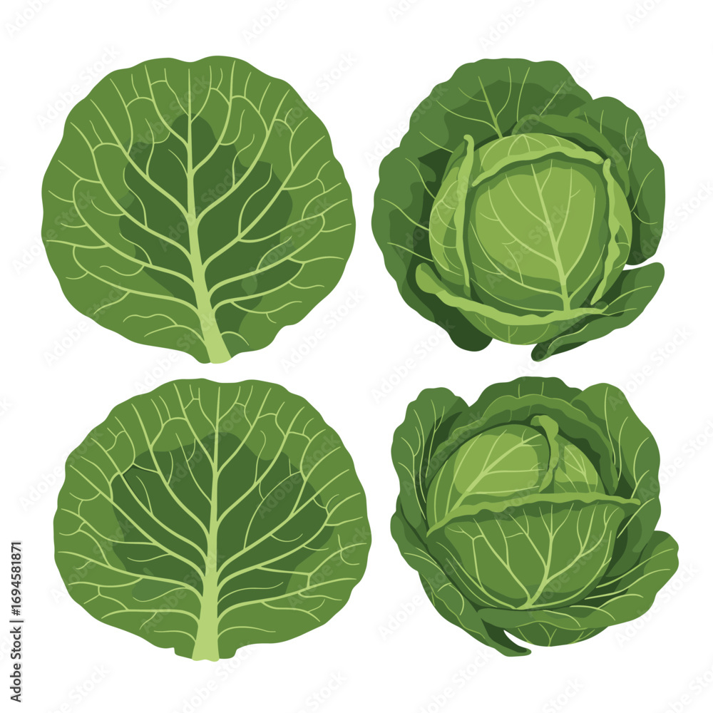 Obraz premium Four deliciously fresh green cabbage illustrations set in different views