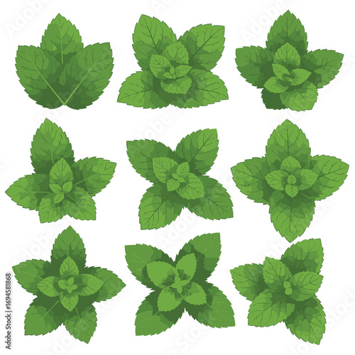 Fresh green mint leaves herb culinary ingredient natural
