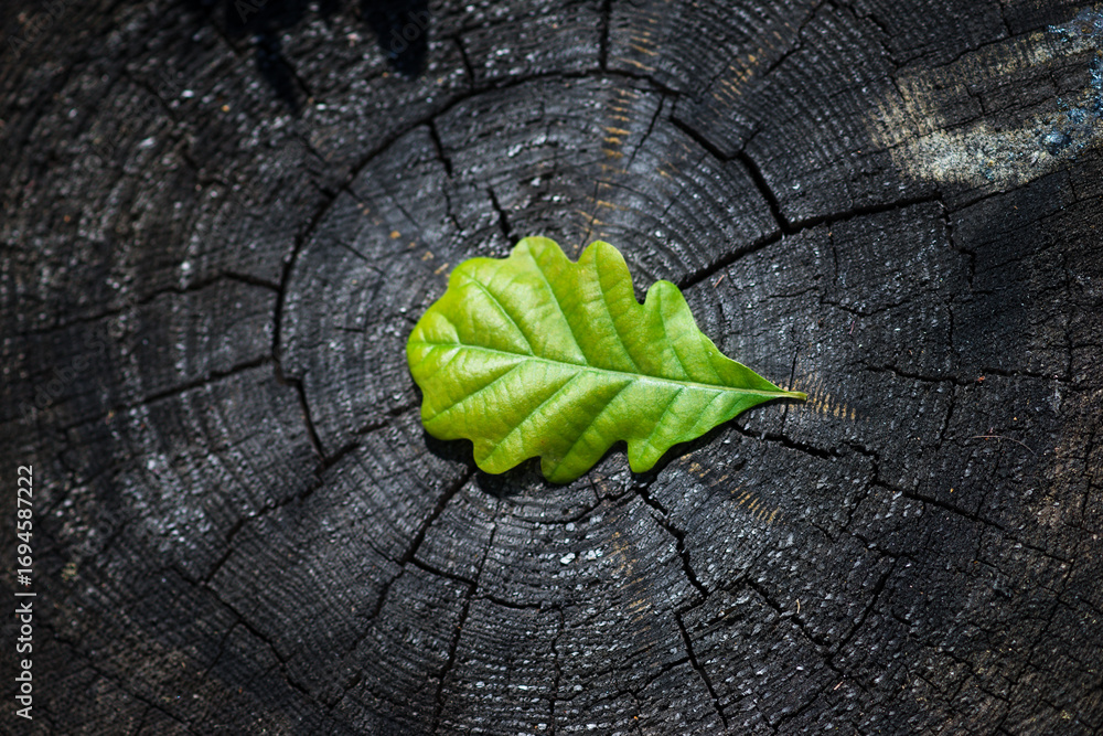 Fototapeta premium Oak Leaf on Tree Stump – Symbol of Carbon Footprint and Sustainable Future