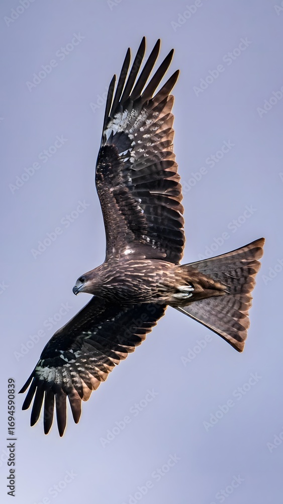 Fototapeta premium Magnificent Bird of Prey Soaring Through Sky with Wings Spread in Aerial Flight