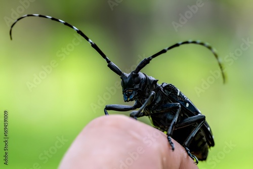 Black Longhorn Beetle on Human Finger - Macro Nature Photography with Green Background