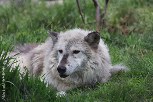 gray wolf laying in shady grass on summer day (close-up, portrait, three-quarter)