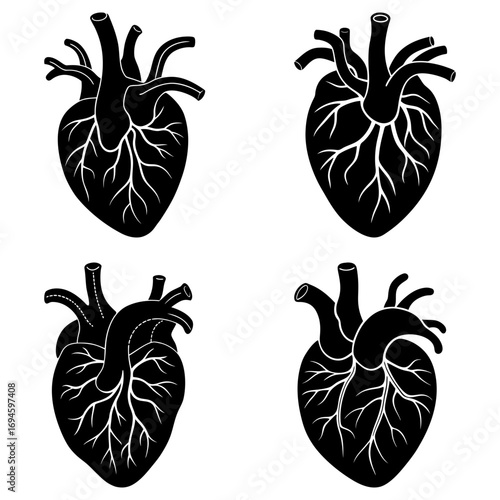 Four anatomical hearts illustrated in black and white showing veins and arteries in detail and structure