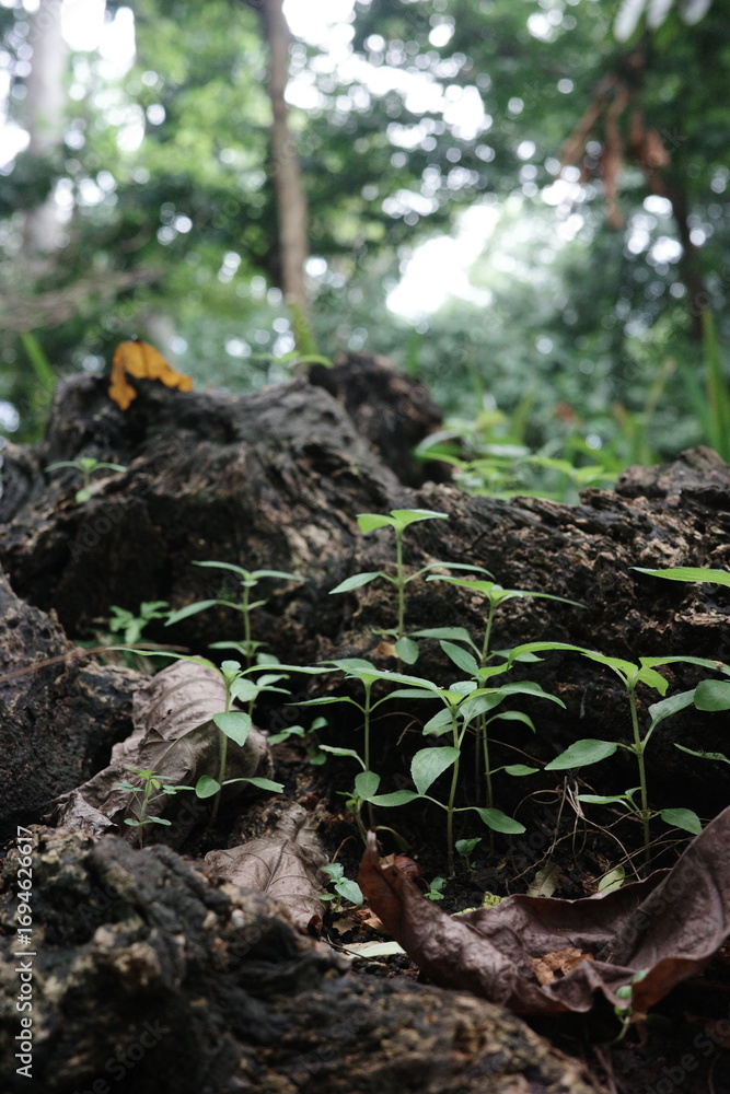 Fototapeta premium roots of tree