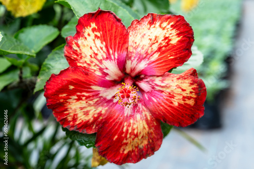 Tableau sur toile Single red and yellow Hibiscus Tahitian Dark Fire flower with blurry background