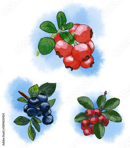 several groups of ripe berries, red, black with leaves